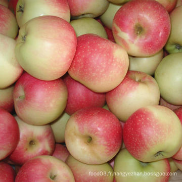 Exportation d&#39;une pomme de gala rouge fraîche et sélectionnée